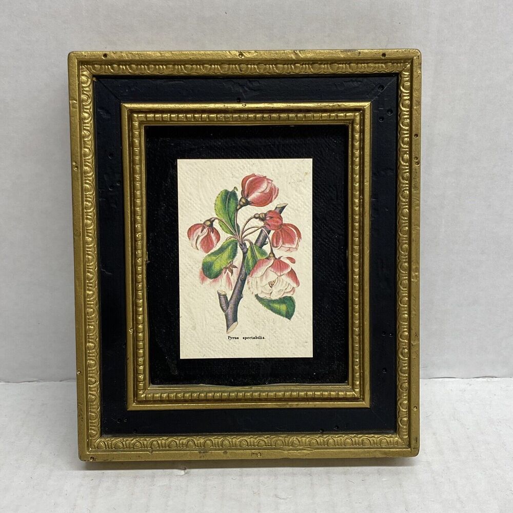 Pyrus Spectabilis Flowers Plants 5 X 6 Wall Art Frame Burwood Products Company